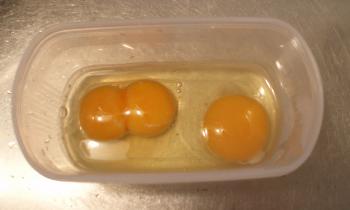 Twins-egg